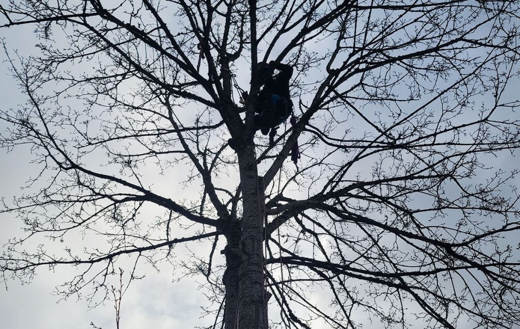 rc_img_service_arborist-consulting_1