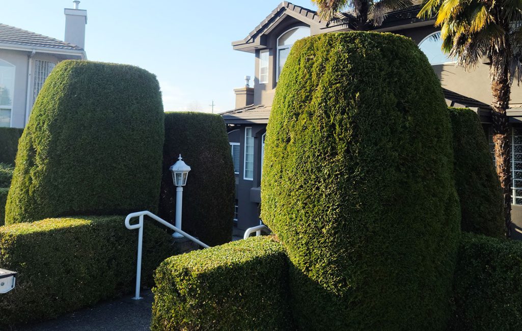 rc_img_service_hedge-shrub-pruning_1