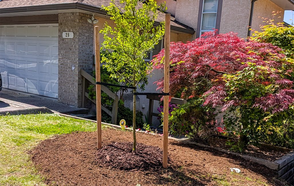 rc_img_service_tree-planting_2