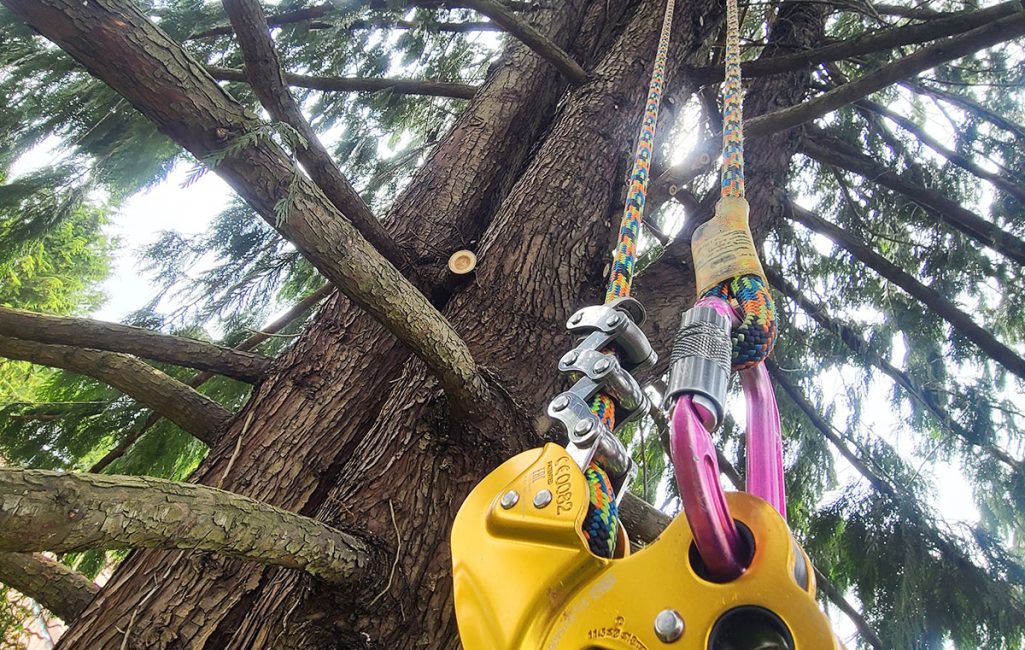 rc_img_service_tree-pruning_1