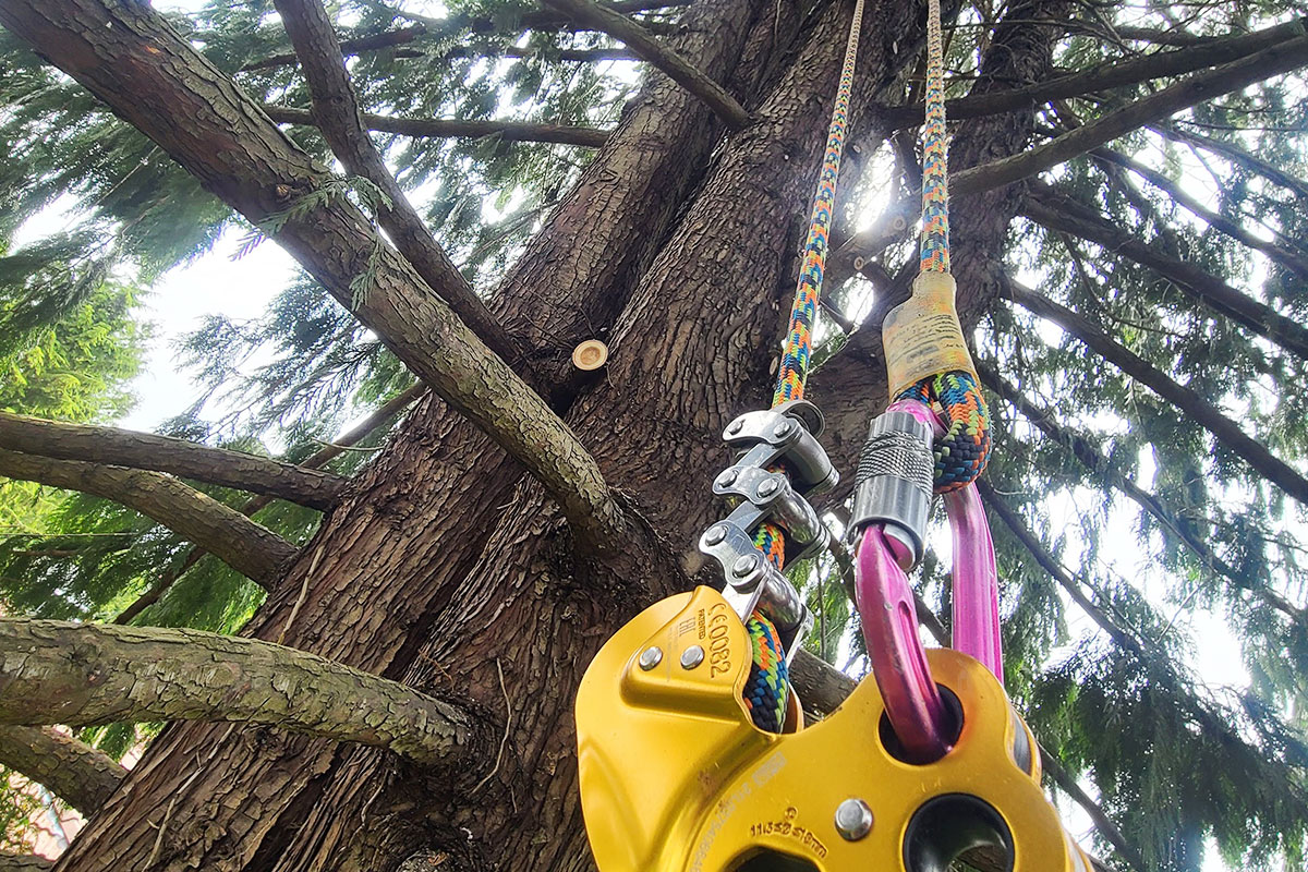 Reconnecting Tree Our Services | Tree & Plant Services | Roots & Connections