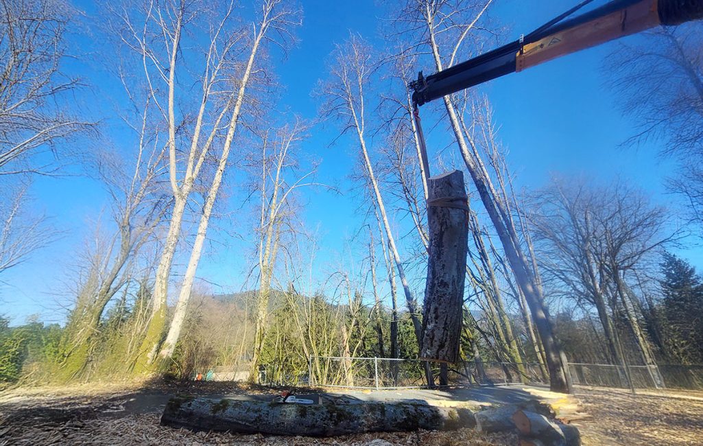 rc_img_service_tree-removal_1